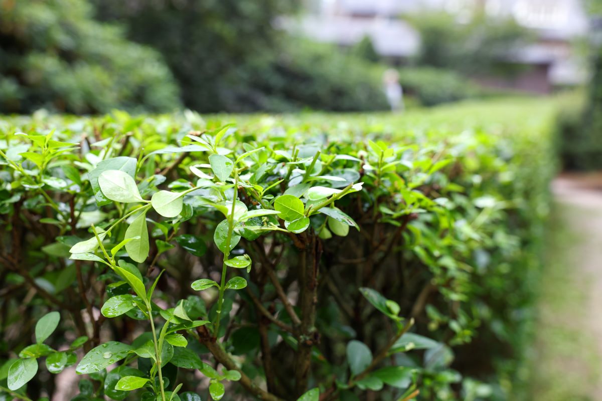Hecke schneiden: Schonzeit & beste Schnittzeit