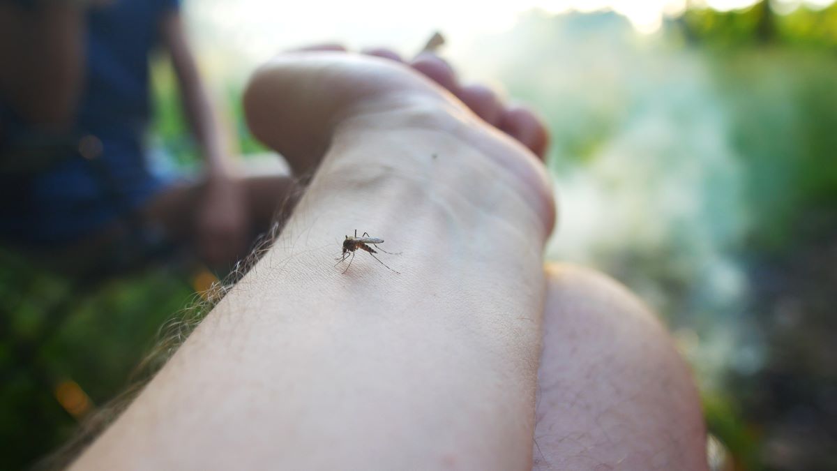 Insektenstiche in Rottweil: Erste Hilfe und effektive Vorbeu