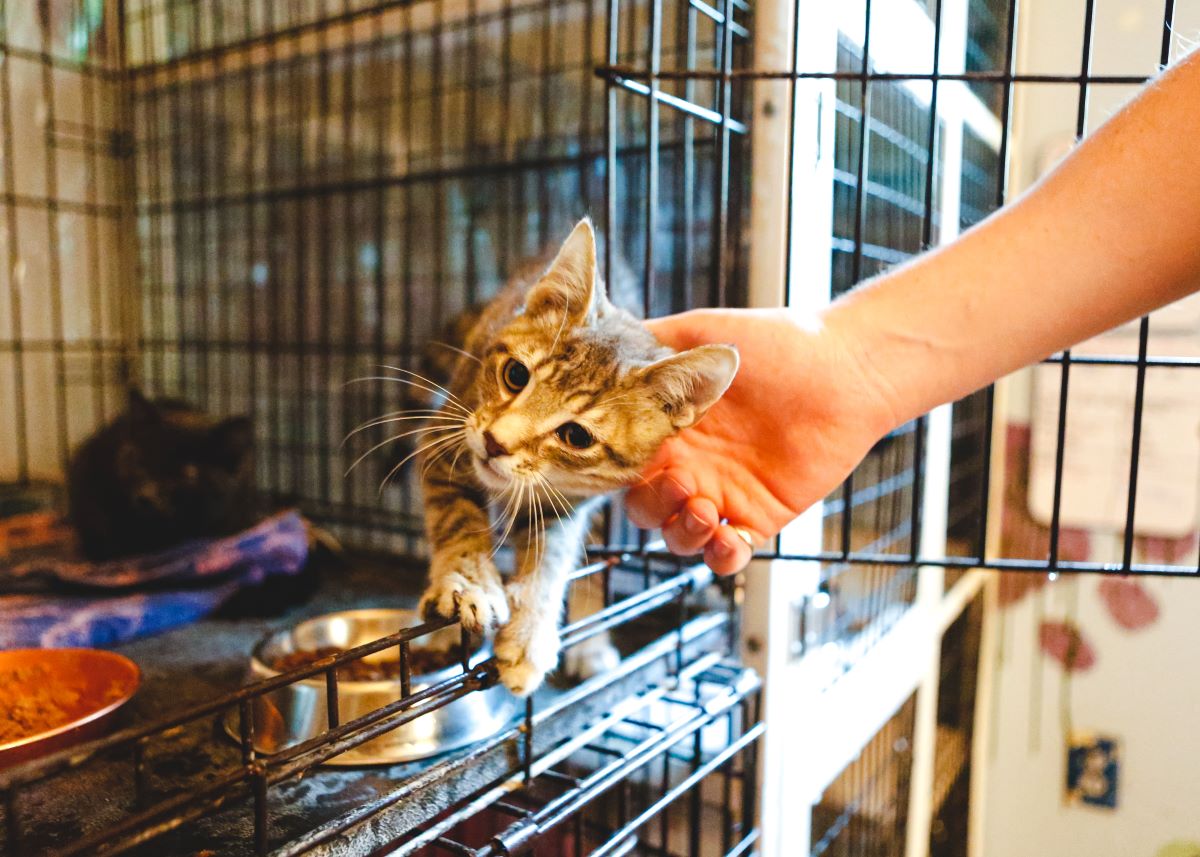 Katze mikrochippen in Rottweil – Sicherheit für Ihr Haustier