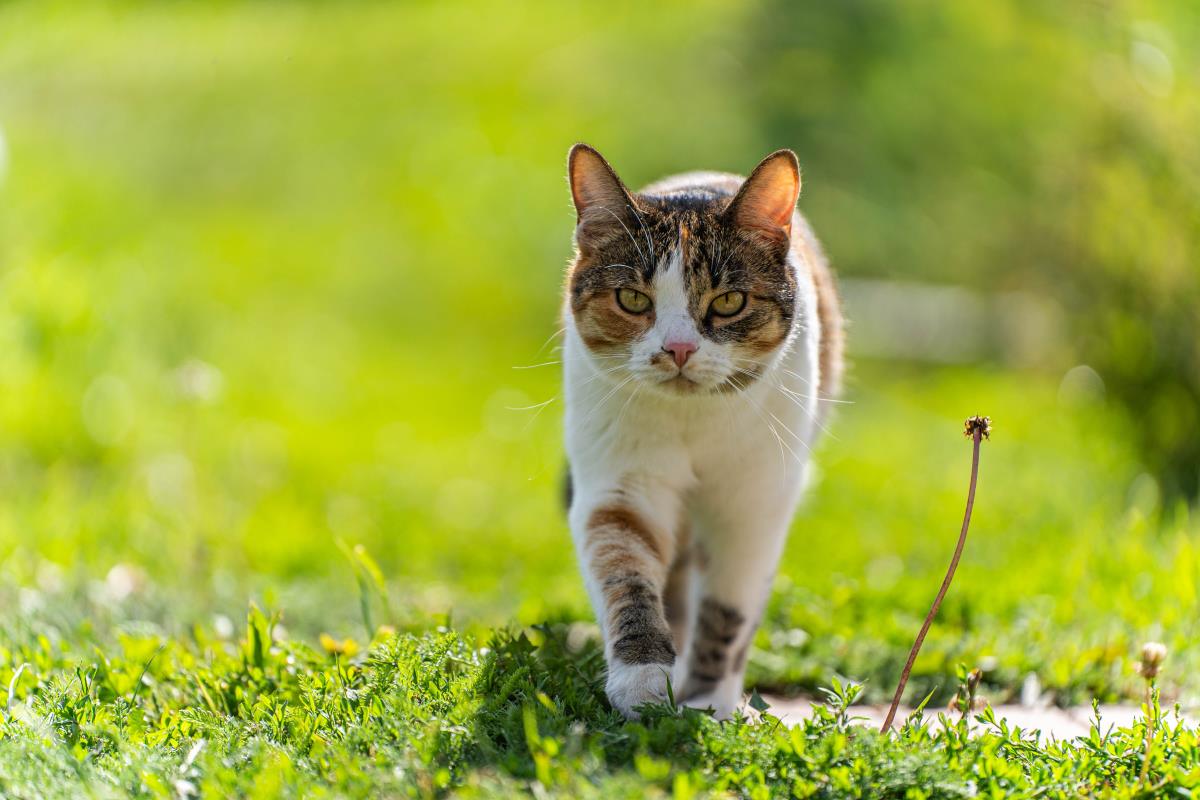 Freilaufende Katzen in Rottweil: Rechte und Pflichten des Ha
