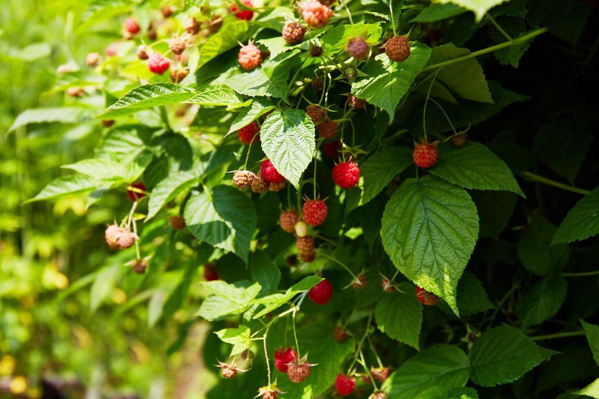 Streuobstwiese mit Hecke einfrieden in Rottweil — was ist er