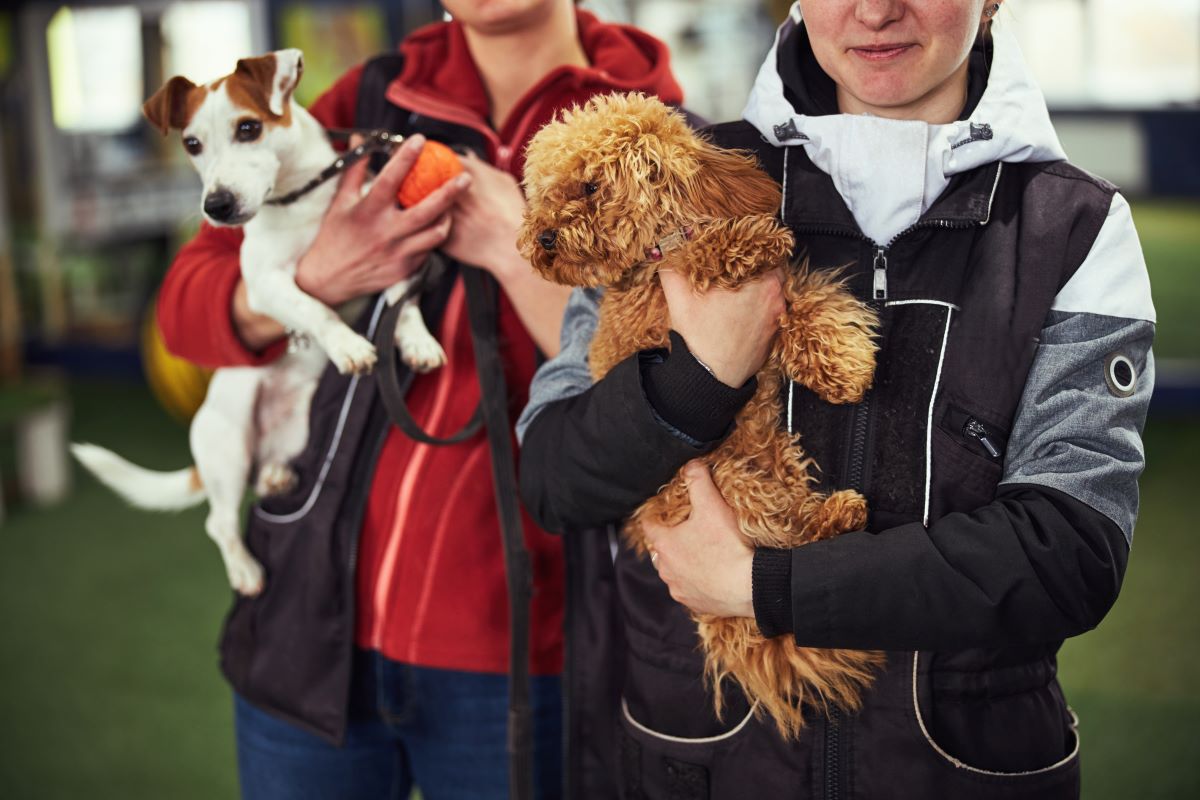 Tier adoptieren in Rottweil – Tierheim statt Züchter